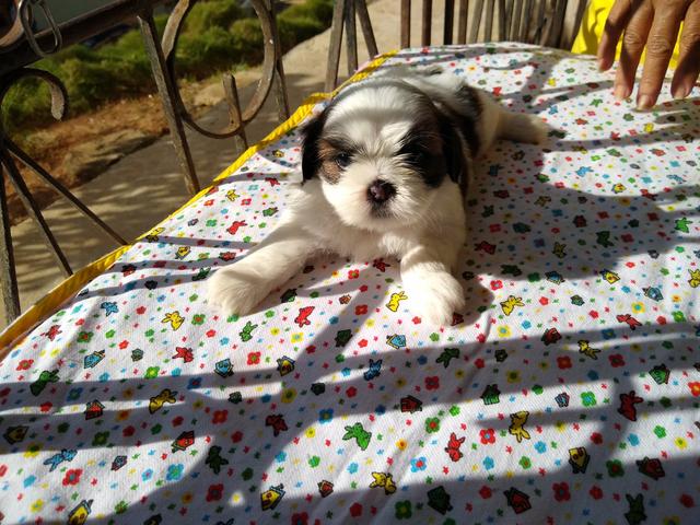 Filhotes de Shih Tzu - Foto 4