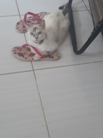 Adoção Responsável,Gata Angorá x Siamês - Foto 2