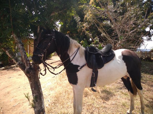 Cavalo Mangalarga Pampo de preto - Foto 2