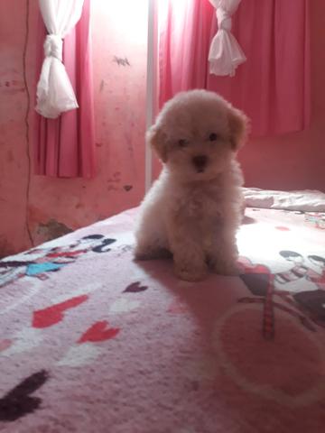 Poodle fusso marron olhos verdes macho