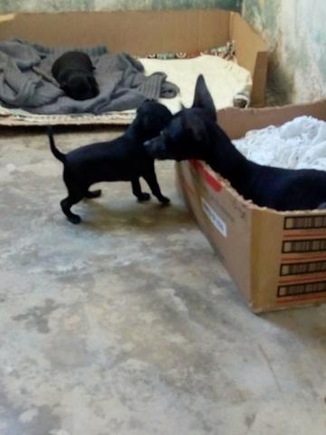 Filhotes de Pinscher número 1 - Foto 3