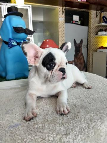Cachorra bulldog francês - Foto 2