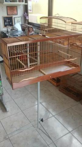 Gaioa voador - Foto 2