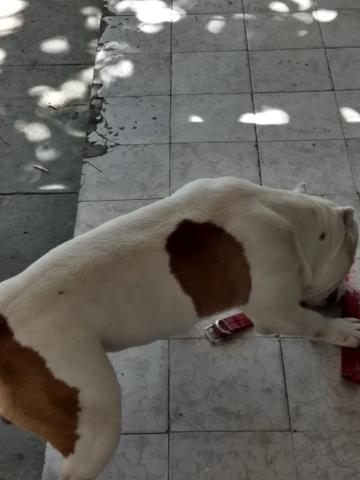 American Bully pocket - Foto 4