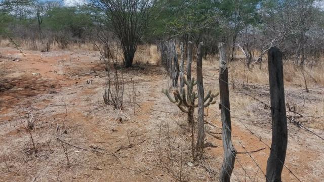 Excelente propriedade de 828 hectares, em Santa Cruz do Capibaribe - Foto 7