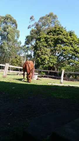 Cavalo Criolo - Foto 2