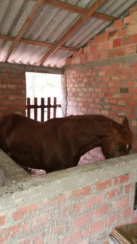 Cavalo Criolo