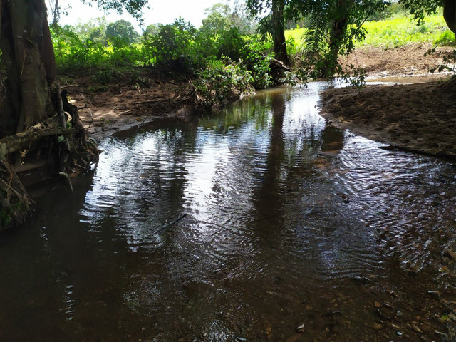 FAZENDA MUNICIPIO PINDORAMA 53 ALQUEIRES OBS. VALOR DO ALQUEIRES. - Foto 9