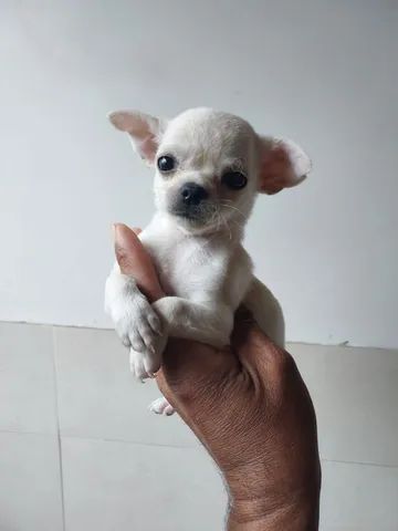 Para você que ama bbs de Chihuahuas, temos fêmeas e machinhos!!!  - Foto 3