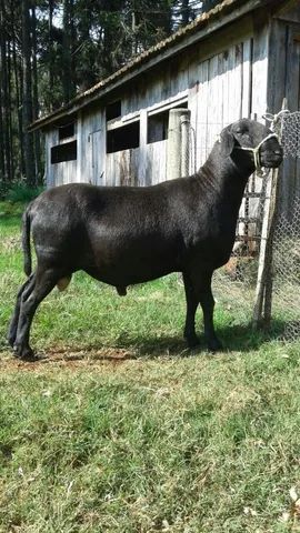 Vende-se Reprodutores, ovelhas e Consultoria e projetos - Foto 3