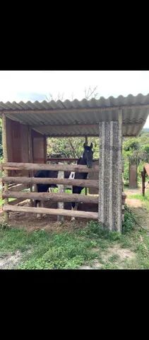 Cavalo pampa de preto de marcha picada 