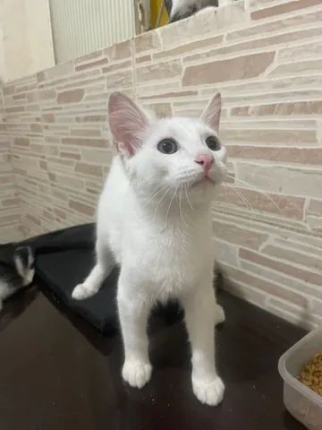 Gato para adoção  - Foto 4