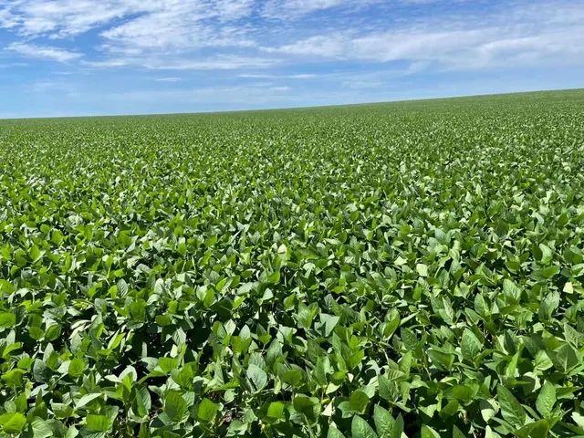 Fazenda de 14.908 ha em Itiquira-MT - Foto 2