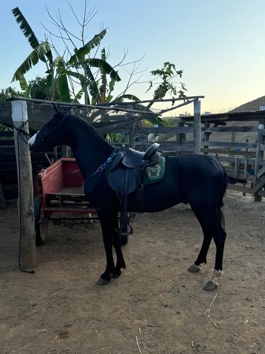 Cavalo Mangalarga Marchador - 1º Prêmio