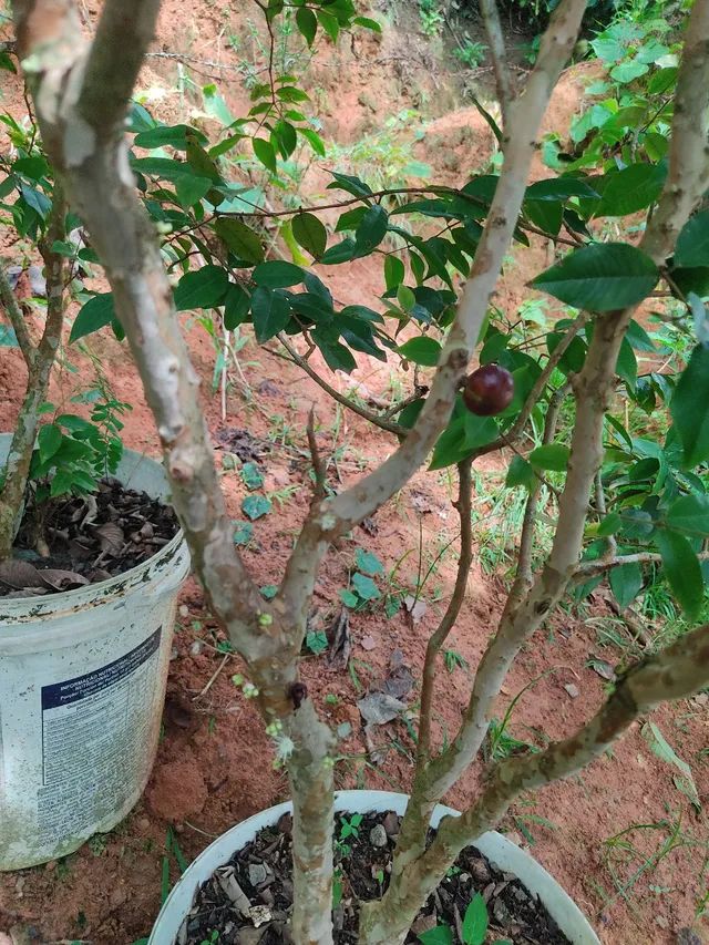 Pé de Jaboticaba  - Foto 4