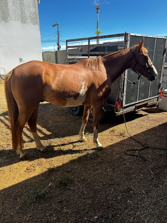A venda quarto de milha  - Foto 6