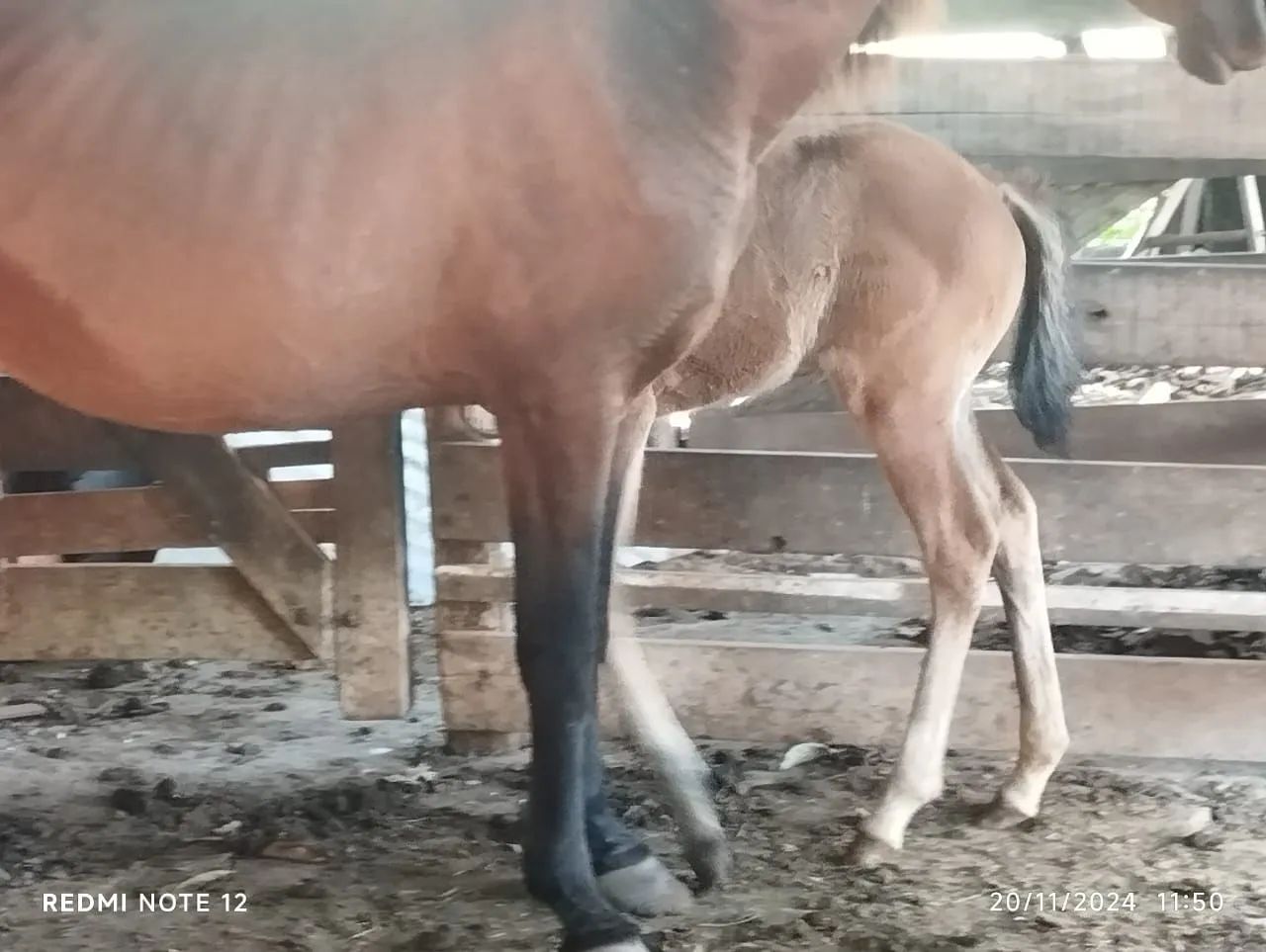Égua Parida - Foto 4