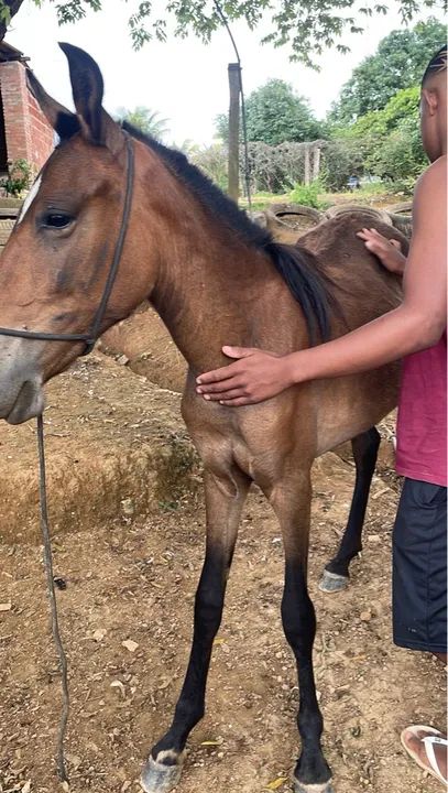 Poltra sangue inglês 9 meses 1400$