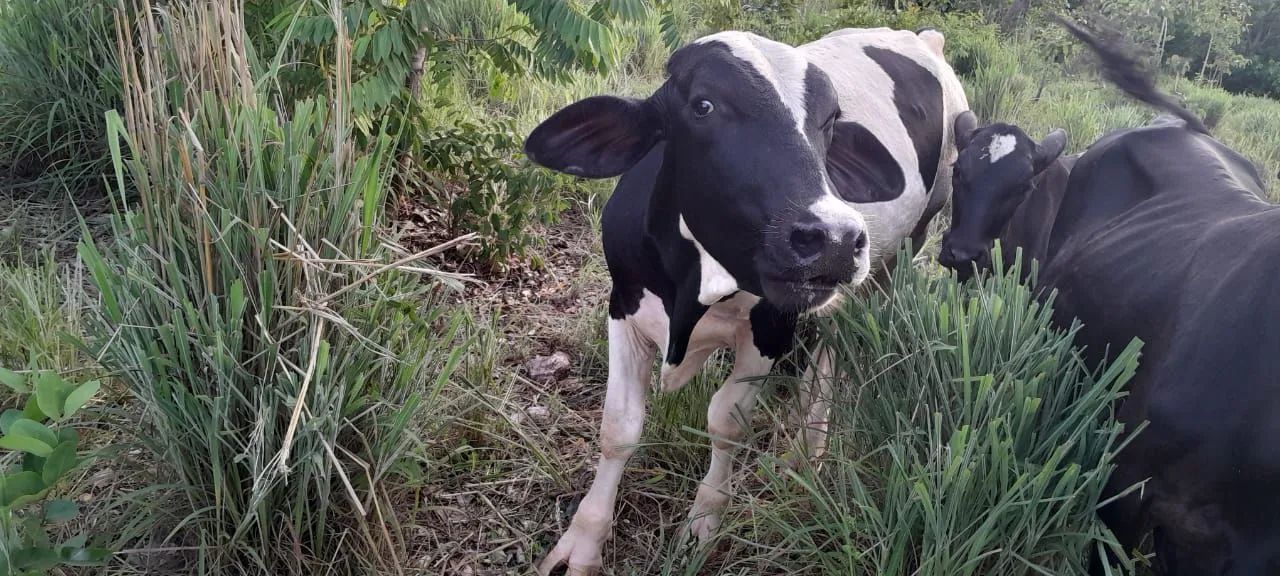 Vendo Garote  - Foto 3