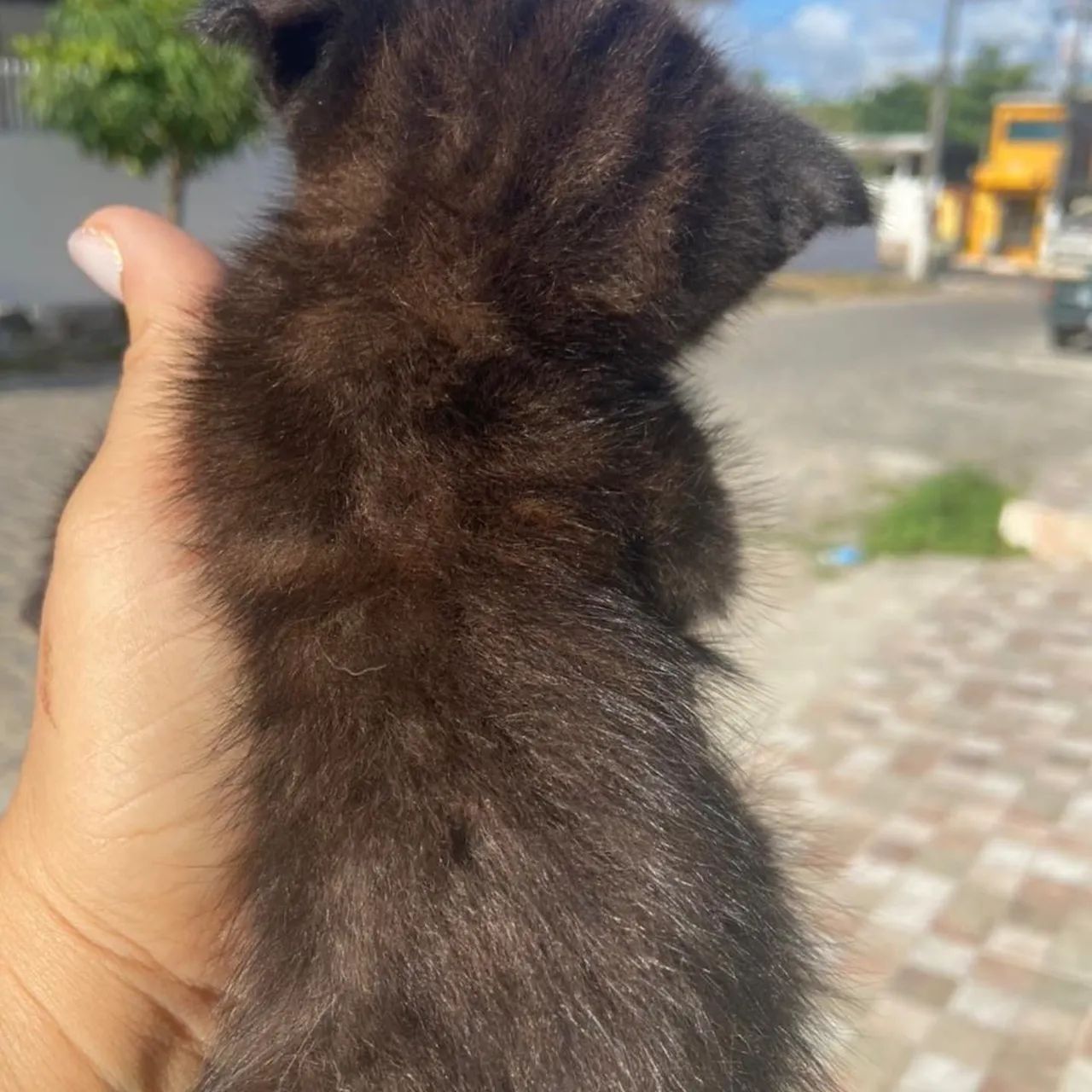 Gatinho scolthfold, da orelhinha voltada para frente de olhinhos azuis  - Foto 2