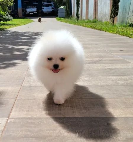 Spitz Alemão - Lulu da Pomerânia - Venda permanente - Canil premiado pela CBKC - Foto 2