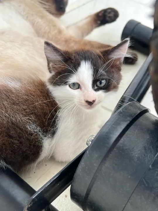 Gatinhos para doação 