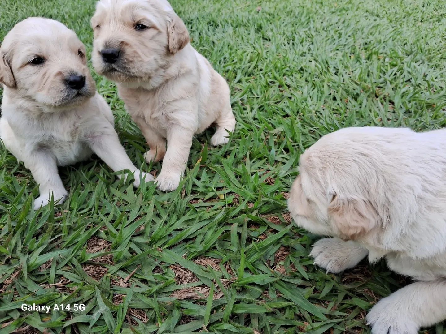 Golden Retriever com procedência  - Foto 5