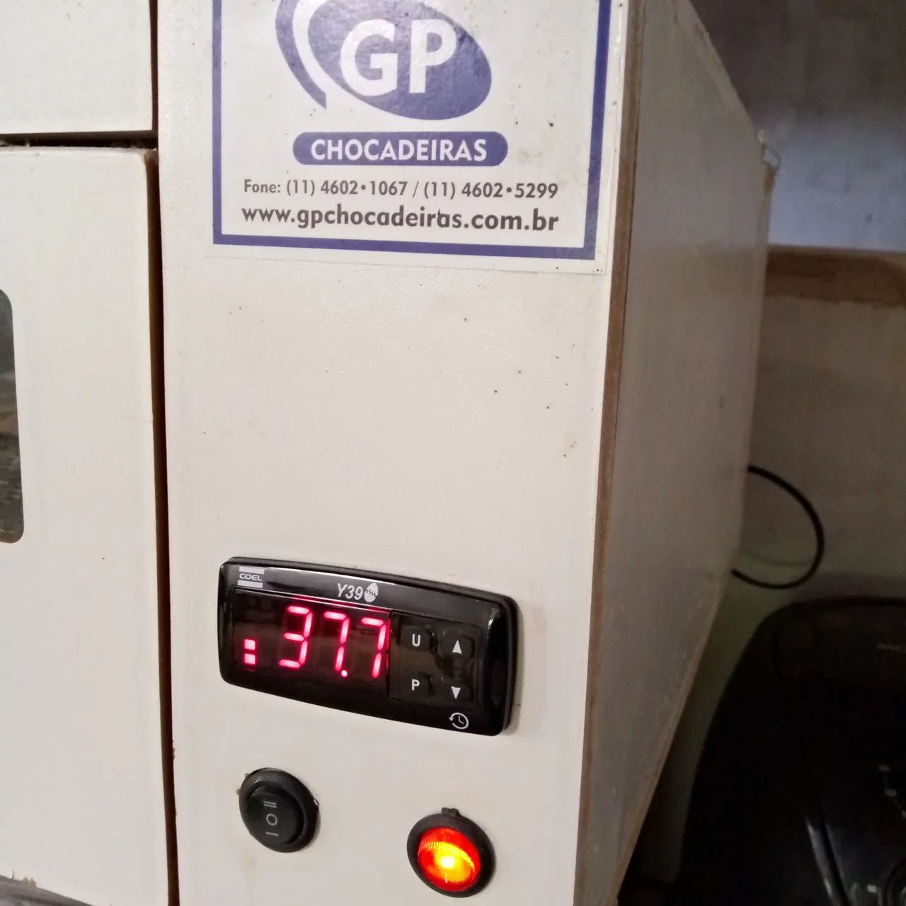 Chocadeira para ovos de galinha - GP Chocadeiras