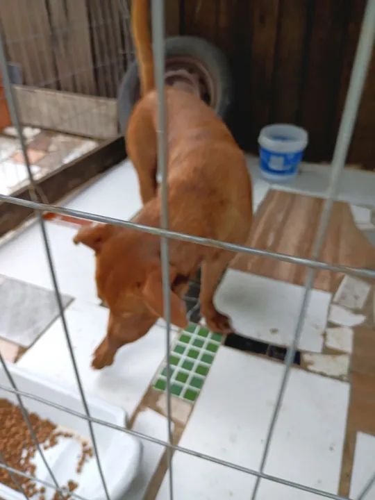 Cachorro caramelo para adoção - Foto 5