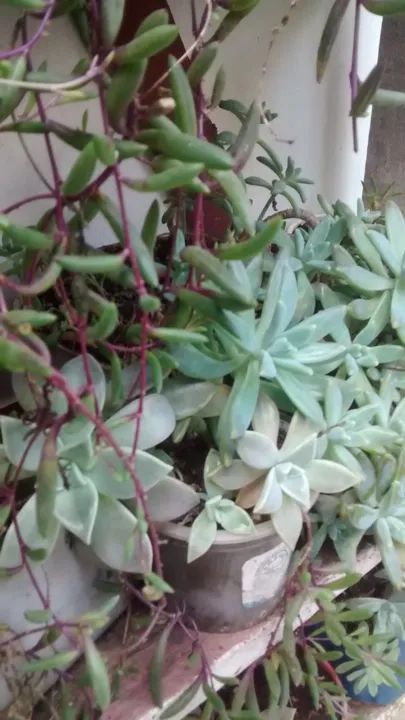 Plantas suculentas - Foto 3