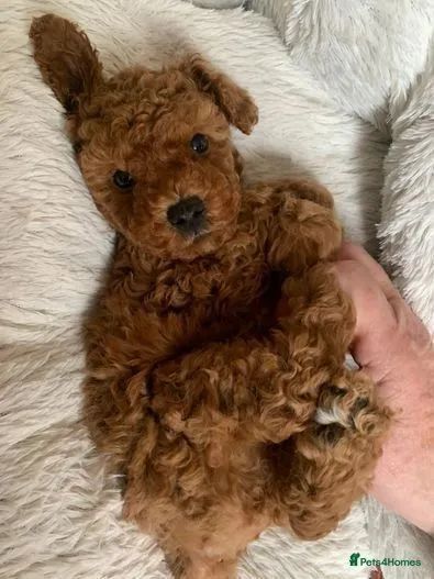 Poodle Toy red,preto ou champanhe disponíveis  - Foto 3