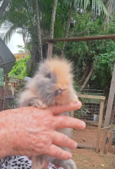 Coelhinho fofinho para venda - Foto 4