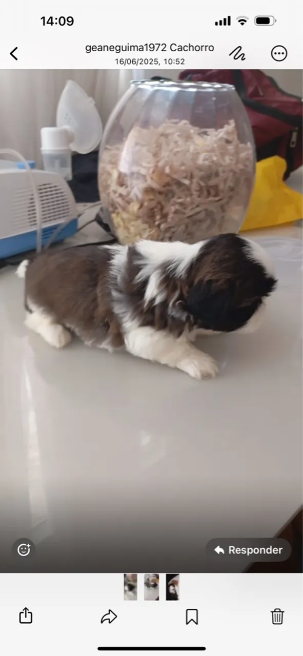 Filhote Shih Tzu Macho