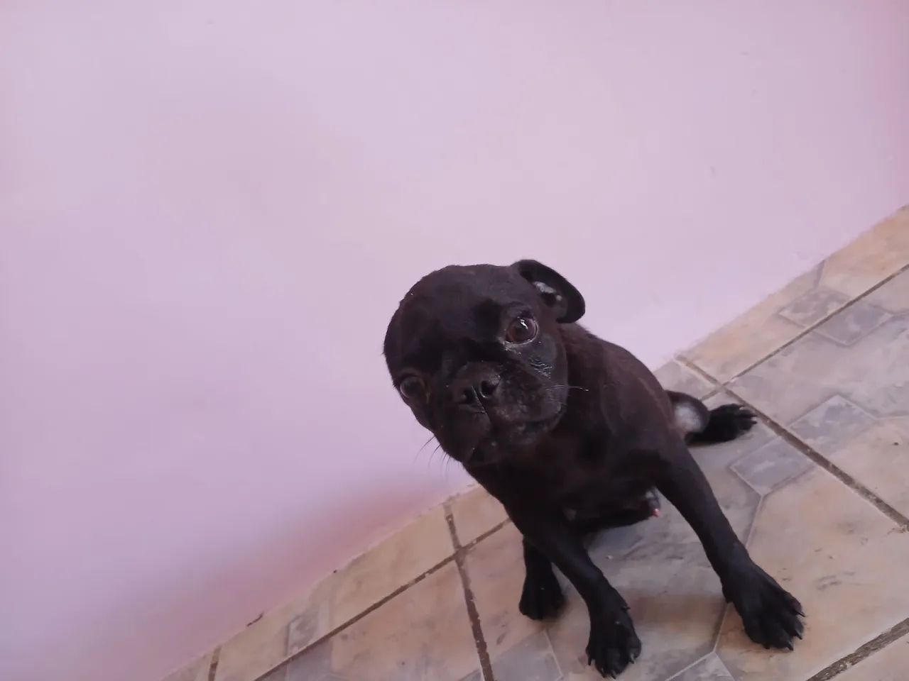Filhote de Pug - Adorável e Brincalhão