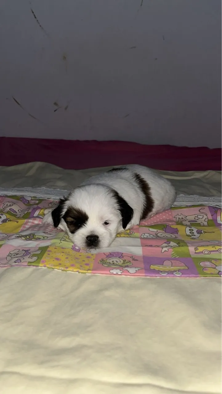 Filhote de Shih Tzu
