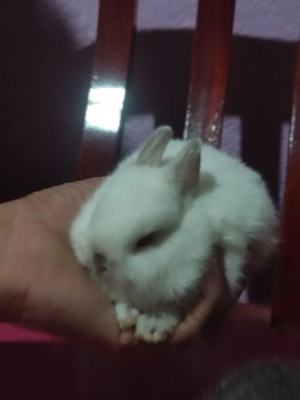 Coelho Netherland - Foto 4