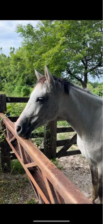 Égua Quarto de Milha / Domada  - Foto 2