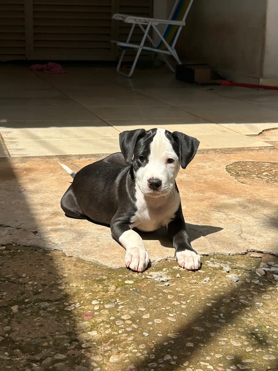 Vendo filhote de pitbull lindo