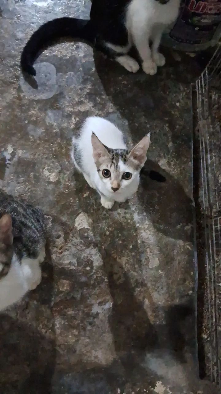 Gatinha linda e dócil para adoção - Foto 2