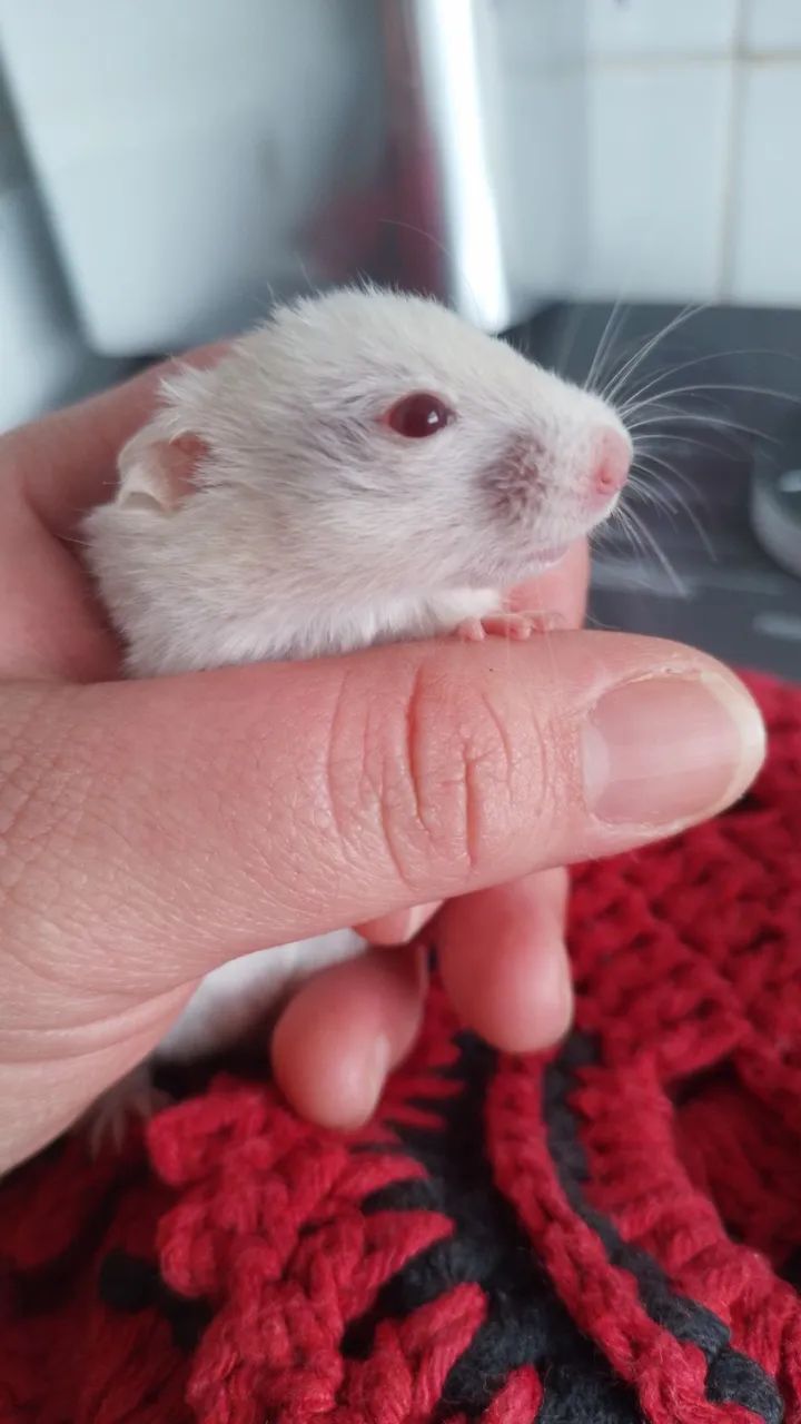 Hamster sirio 64167789187074121