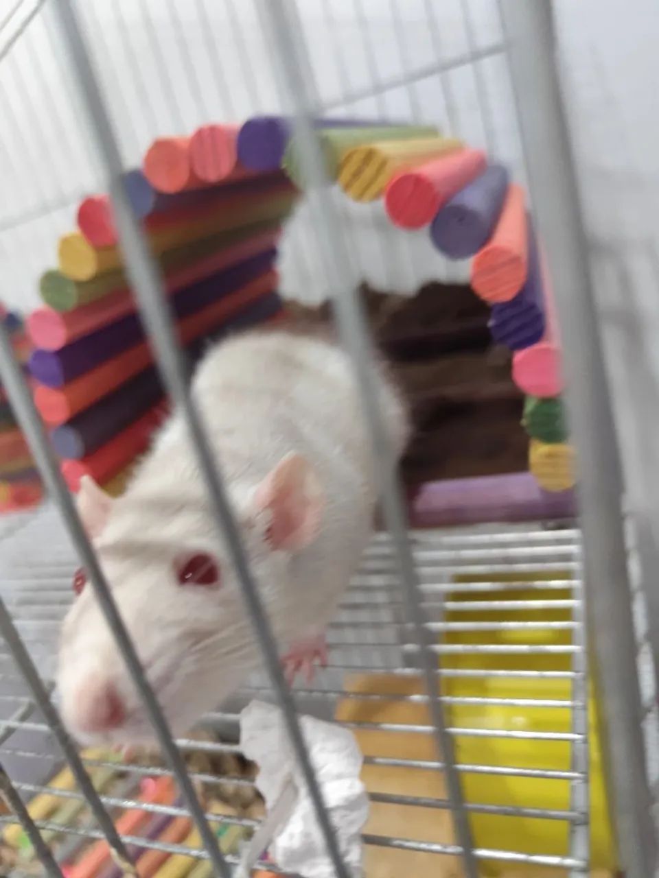 Rato Twister Doa-se - Foto 2