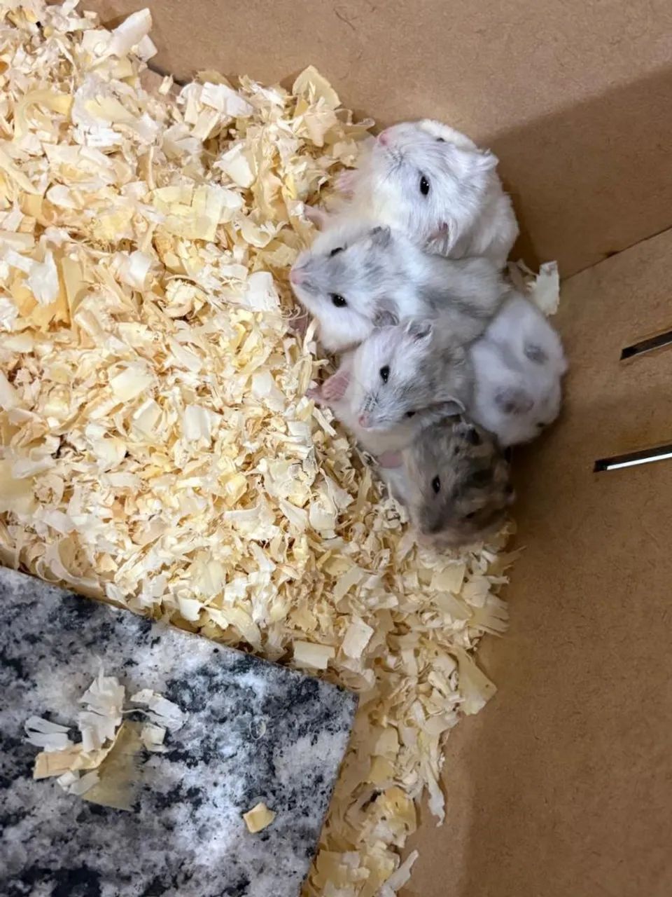 Doação hamster anão russo64650777755905120