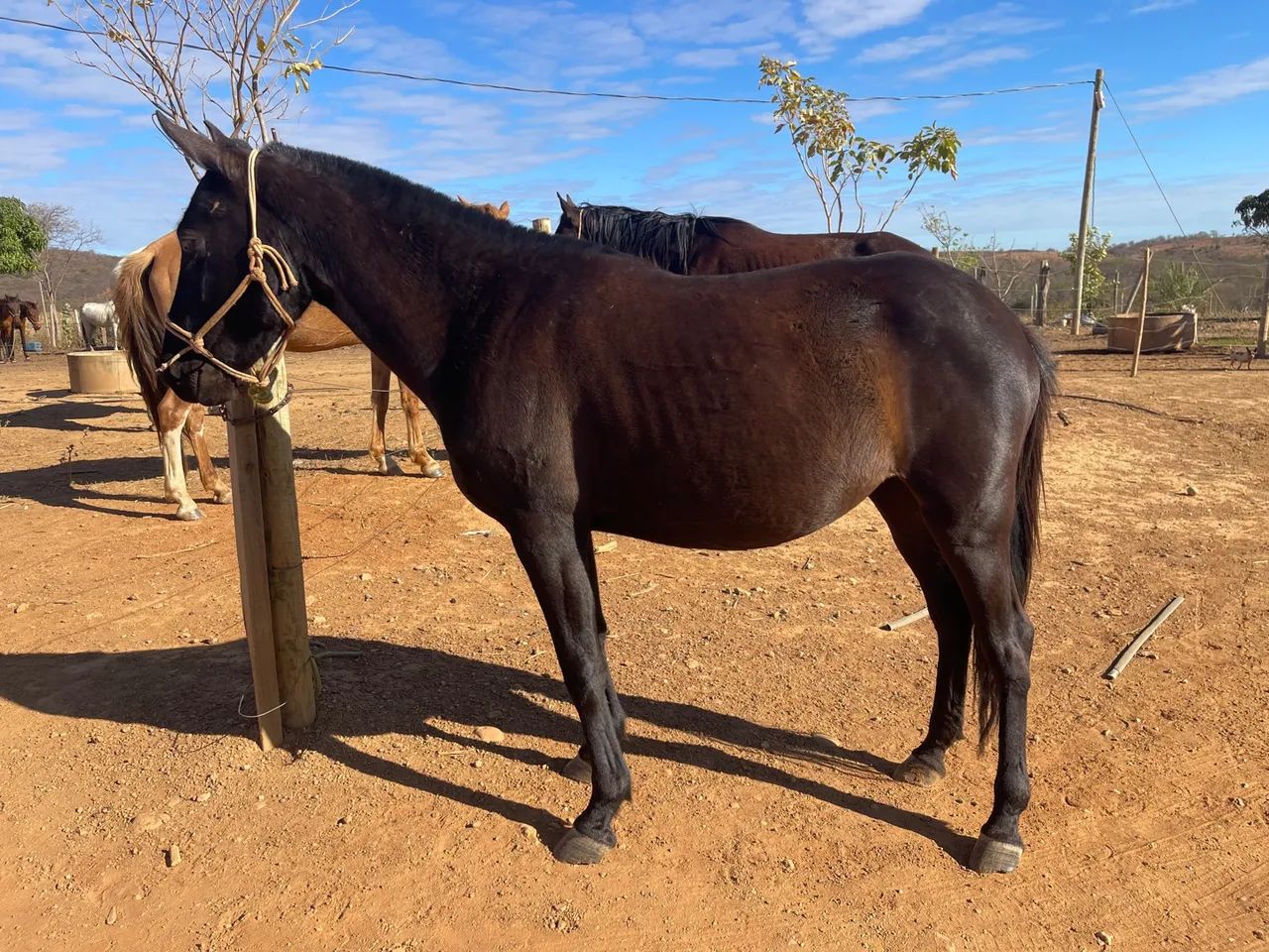 Égua para agropecuária - Foto 3
