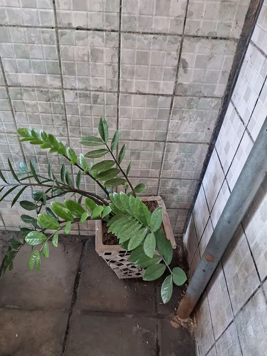 Palmeira em vaso - Foto 6