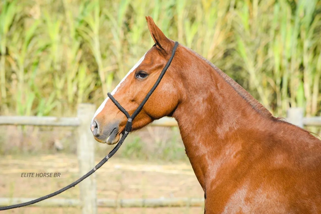 LINDA ÉGUA MM - NEGOCIÁVEL 