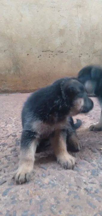 lindos Filhotes De Pastor Alemão.. meu wts 67 9  *  - Foto 5