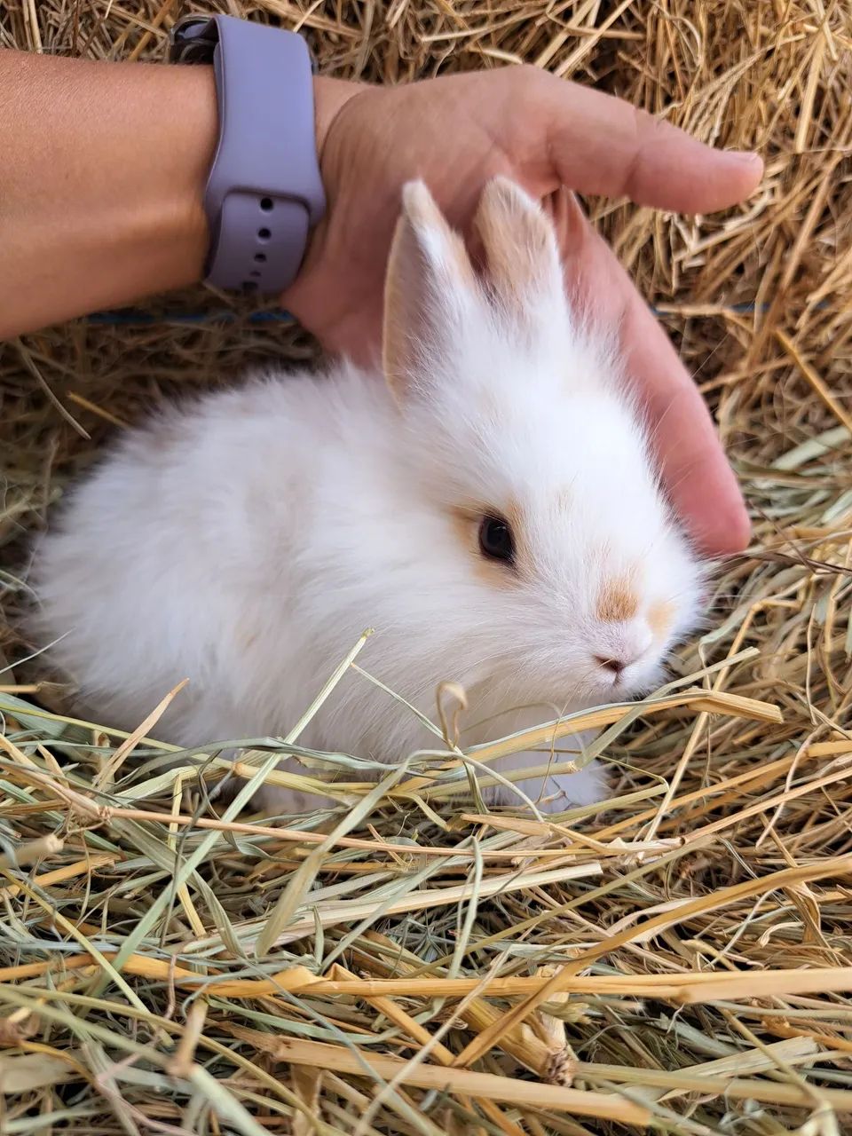 Mini lion filhotes  - Foto 4