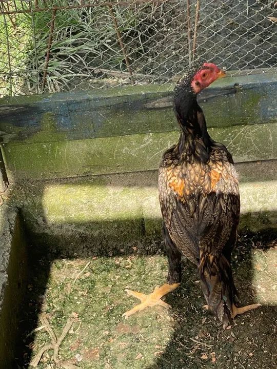 Galo índio  - Foto 2