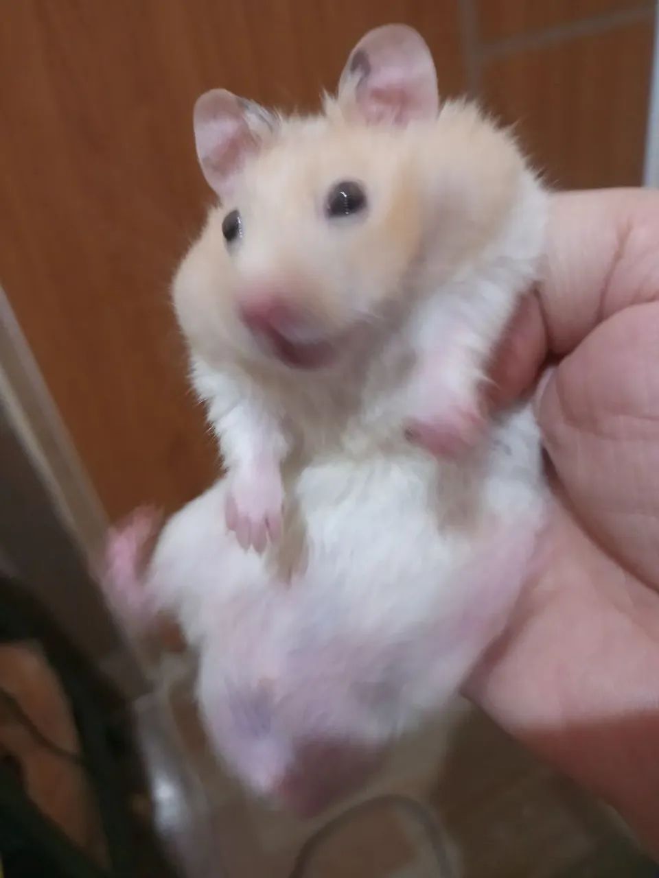 Hamsters fofinhos para adoção