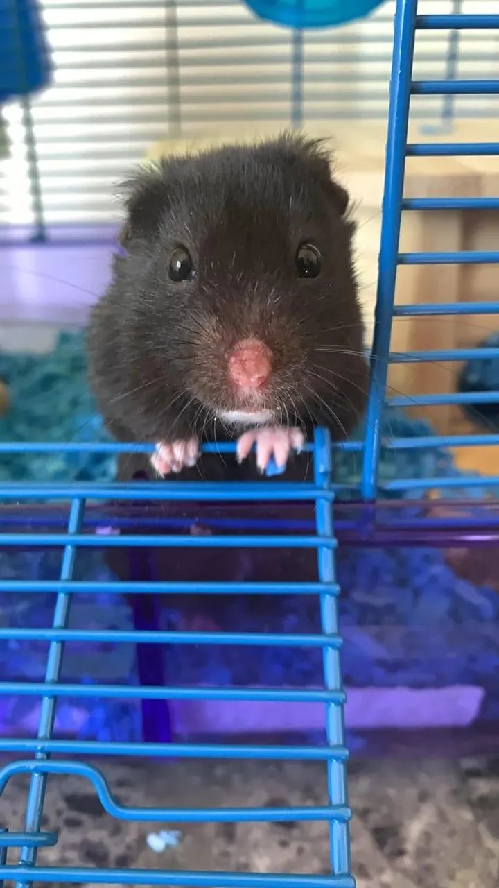 Hamster Sírio (Fêmea preto ) - Foto 2